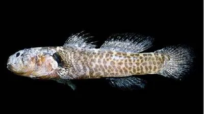 Panther goby (Barbulifer pantherinus)