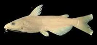 Panuco catfish (Ictalurus australis)