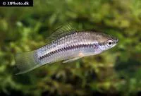 Panuco swordtail (Xiphophorus nigrensis)