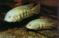 Papaloapan cichlid (Paraneetroplus nebuliferus)