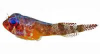 Papillate clingfish (Acyrtus artius)