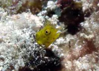 Papillose blenny (Acanthemblemaria chaplini)