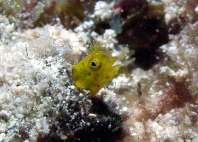 Papillose blenny (Acanthemblemaria chaplini)