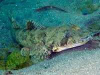 Papillose flathead (Sunagocia carbunculus)