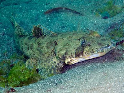Papillose flathead (Sunagocia carbunculus)