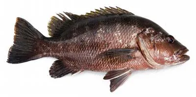 Papuan black snapper (Lutjanus goldiei)