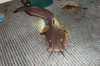 Papuan eel-catfish (Plotosus papuensis)