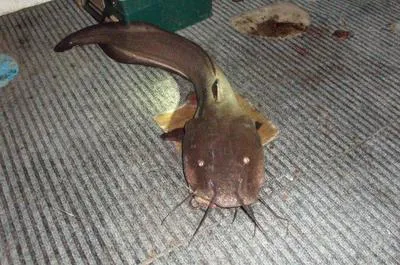 Papuan eel-catfish (Plotosus papuensis)