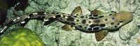 Papuan epaulette shark (Hemiscyllium hallstromi)