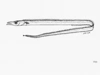 Papuan frostfish (Benthodesmus papua)