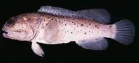 Papuan jawfish (Opistognathus papuensis)