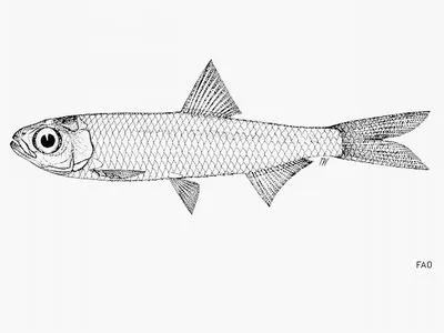 Papuan river sprat (Clupeoides papuensis)