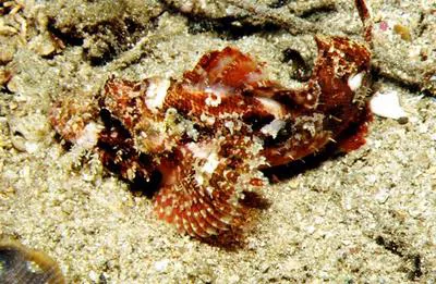 Papuan scorpionfish (Scorpaenopsis papuensis)
