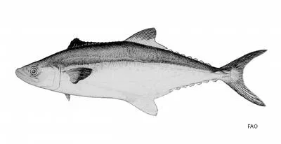 Papuan seerfish (Scomberomorus multiradiatus)