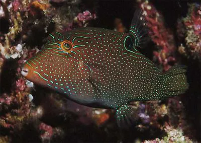 Papuan toby (Canthigaster papua)