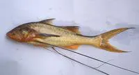 Paradise threadfin (Polynemus paradiseus)