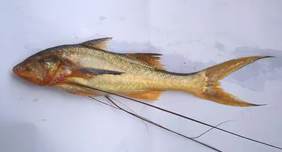 Paradise threadfin (Polynemus paradiseus)