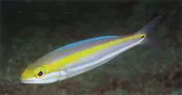 Paradise whiptail (Pentapodus paradiseus)