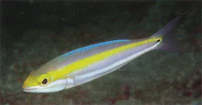 Paradise whiptail (Pentapodus paradiseus)