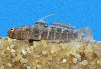Paradox goby (Gobiosoma paradoxum)