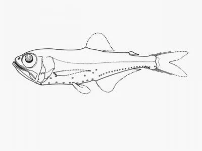 Parallel lanternfish (Protomyctophum parallelum)