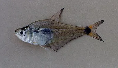 Parana scale-eating characin (Roeboides descalvadensis)