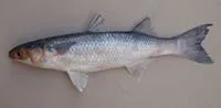 Parassi mullet (Mugil incilis)