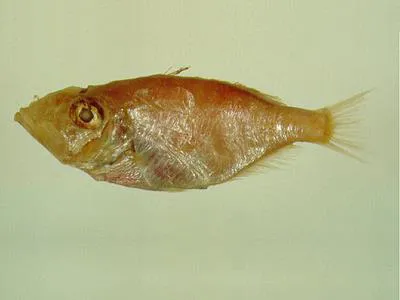 Parazen (Parazen pacificus)