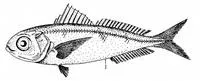 Parin's ariomma (Ariomma parini)