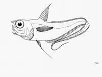 Parin's grenadier (Nezumia parini)