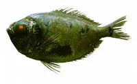 Parin's spinyfish (Diretmichthys parini)