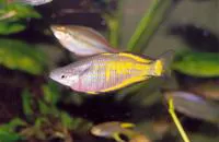 Parkinson's rainbowfish (Melanotaenia parkinsoni)