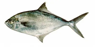 Parona leatherjacket (Parona signata)