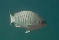 Parore (Girella tricuspidata)