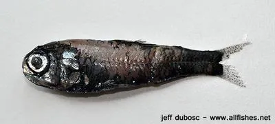 Parr's lanternfish (Diaphus parri)