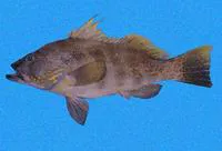 Parrot sand bass (Paralabrax loro)
