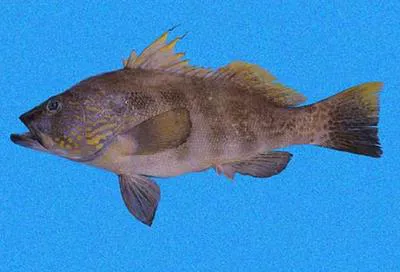 Parrot sand bass (Paralabrax loro)