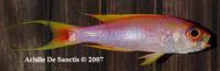 Parrot seaperch (Callanthias ruber)