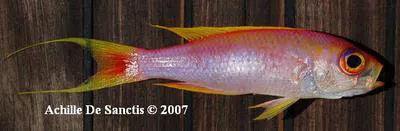 Parrot seaperch (Callanthias ruber)