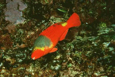 Parrotfish (Sparisoma cretense)