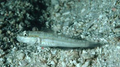 Parva goby (Valenciennea parva)