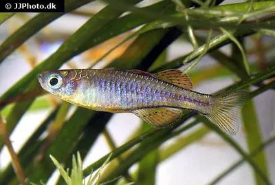 Paska's blue-eye (Pseudomugil paskai)