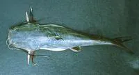 Passany sea catfish (Sciades passany)