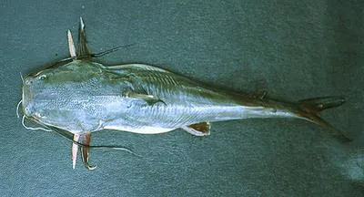 Passany sea catfish (Sciades passany)