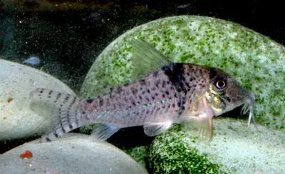 Pastaza corydoras (Corydoras pastazensis)