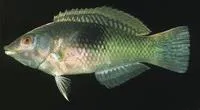Pastel-green wrasse (Halichoeres chloropterus)