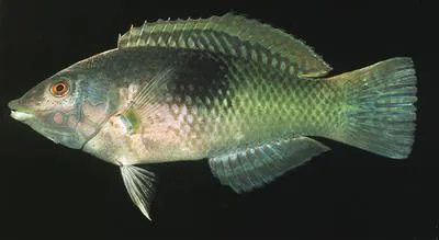 Pastel-green wrasse (Halichoeres chloropterus)