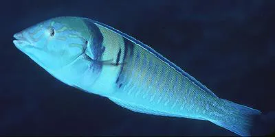 Pastel ringwrasse (Hologymnosus doliatus)