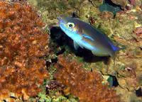 Pastel tilefish (Hoplolatilus fronticinctus)
