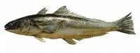 Patagonian blennie (Eleginops maclovinus)